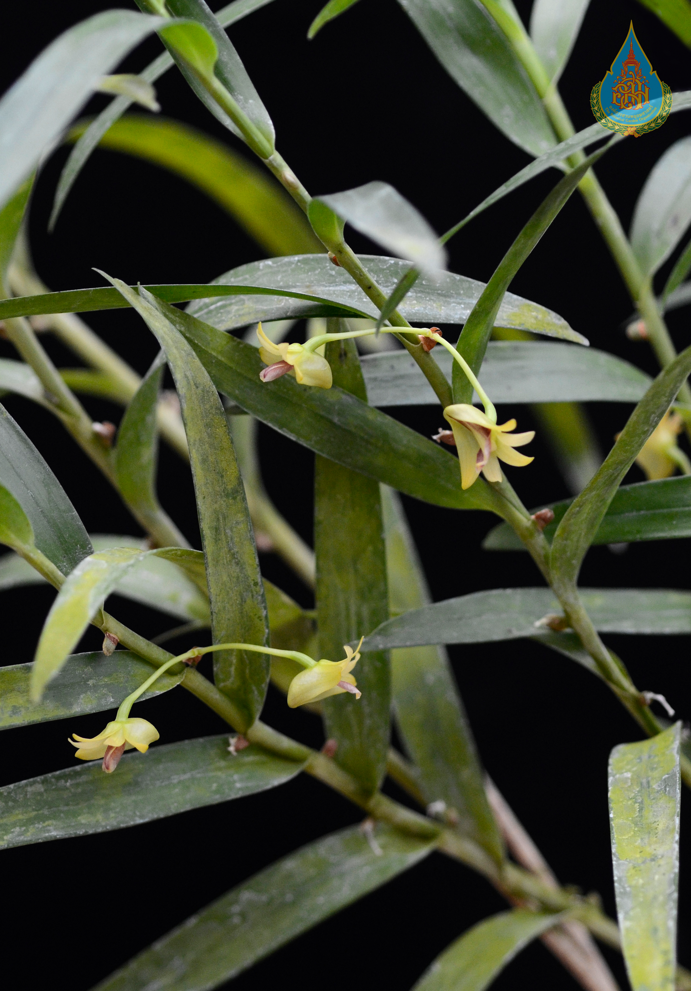 เอื้องหวายใบไผ่ Dendrobium salaccense (Blume) Lindl.<br/>ORCHIDACEAE